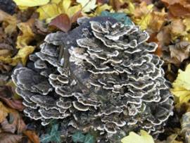 Coriolus versicolor 120 Extraktkapseln  - Bild vergrern 