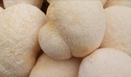 Hericium erinaceus 120 Extraktkapseln - Bild vergrern 
