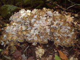 Maitake 120 Extraktkapseln - Bild vergrern 