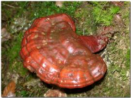 Reishi 180 Extraktkapseln - Bild vergrern 