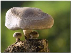 Vital fungi Shiitake - Bild vergrern 