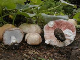 Agaricus blazei murill 120 Extraktkapseln - Bild vergrern 