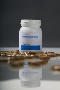 Cordyceps sinensis 120 Extraktkapseln